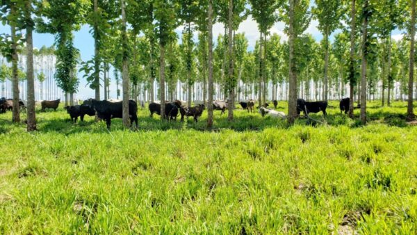 Produtores de MT lançam campanha para valorizar produção brasileira