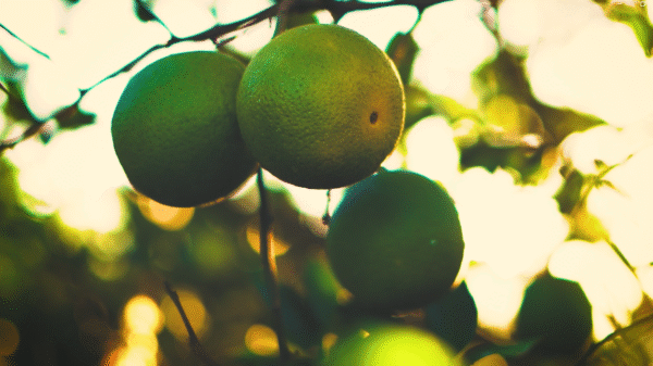 Projeto fortalece pequenos citricultores no interior de São Paulo