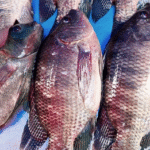 Tarifa dos EUA ameaça quase 90% das exportações de peixes do Brasil