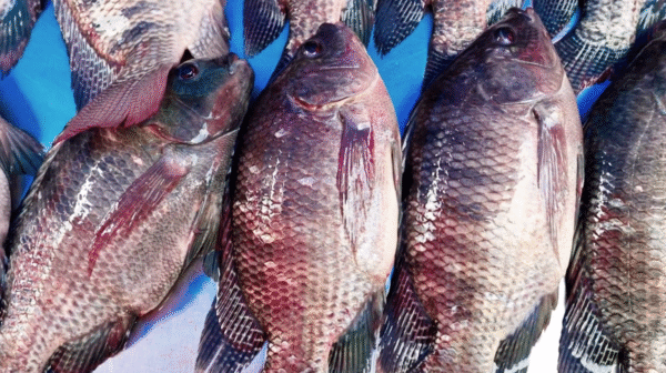 Tarifa dos EUA ameaça quase 90% das exportações de peixes do Brasil