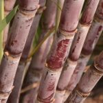 Tarifaço é obstáculo para utilização de açúcar de cana na fabricação de Coca-Cola