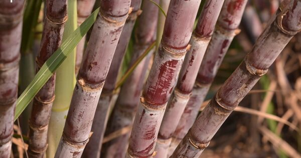 Tarifaço é obstáculo para utilização de açúcar de cana na fabricação de Coca-Cola