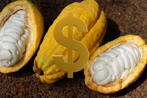 Tarifas ameaçam recorde nas vendas brasileiras de cacau aos EUA, alerta setor