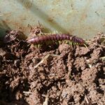 Biodiversidade, solo
