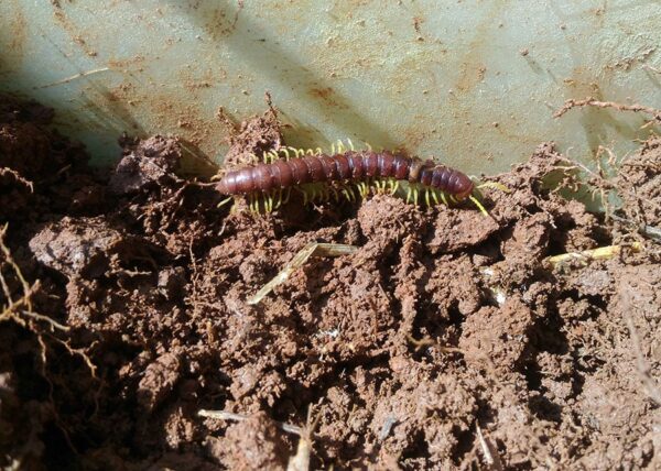 Biodiversidade, solo