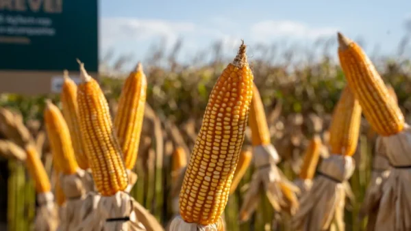 Biofungicida da Embrapa promete mais de 80% de eficiência contra fungos no solo