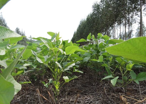 grãos; soja; embrapa