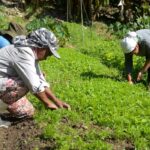 Impacto do tarifaço deve ser maior nas regiões Norte e Nordeste, avalia especialista