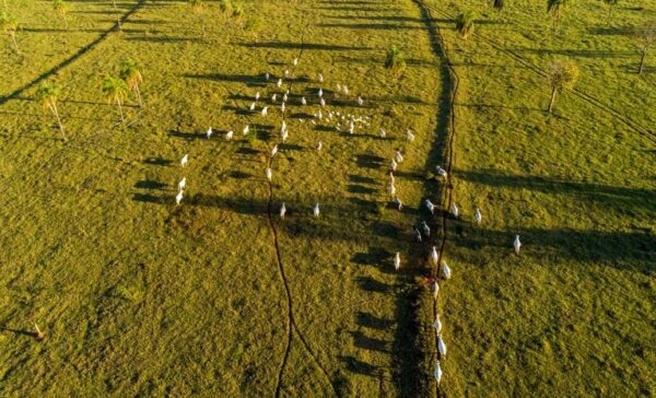 leilão áreas degradadas