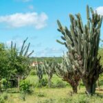 caatinga