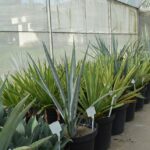 agave produção etanol