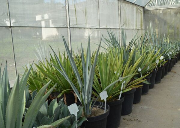 agave produção etanol