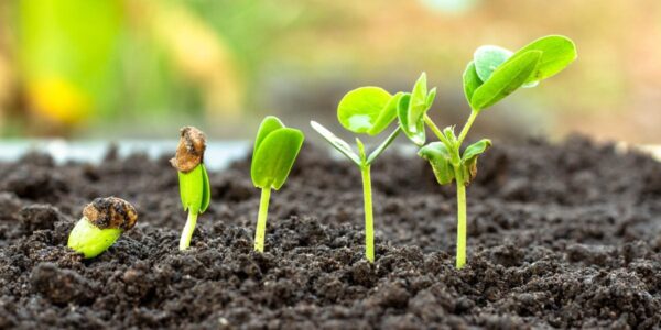 Adesão brasileira ao Tratado de Budapeste reduzirá custos com bioinsumos, diz setor