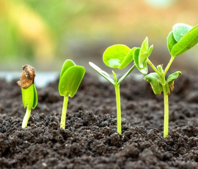 Adesão brasileira ao Tratado de Budapeste reduzirá custos com bioinsumos, diz setor