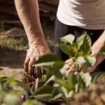 Brasil busca safra recorde em setembro e produção agrícola sustentável
