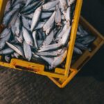 peixes