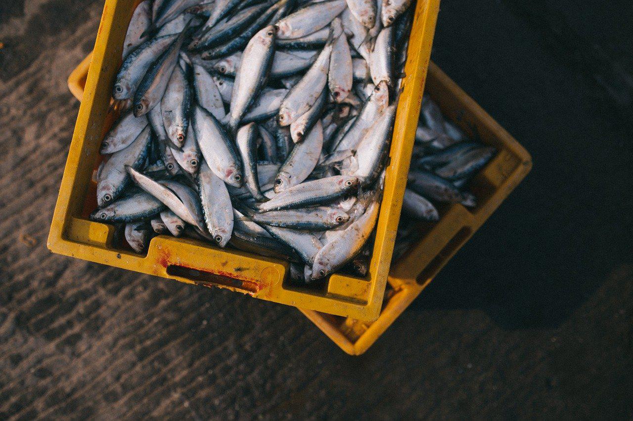 peixes