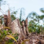 Amazônia; desmatamento