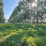 Embrapa confirma viabilidade econômica de ILPF e sistemas agroflorestais