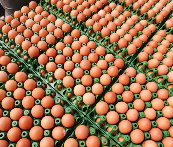 Exportações de ovos aumentam 72% em agosto, com receitas quase dobradas ante 2024
