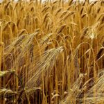 IPPA sobe 2,8% em agosto e acumula alta de 15,2% no ano