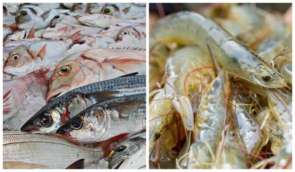 Quais estados brasileiros mais produzem peixes e camarões?