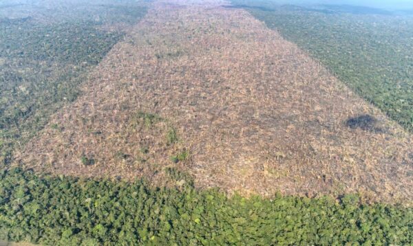 Sistema para monitoramento diário de toda a Amazônia é lançado