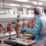 Carne de frango na indústria