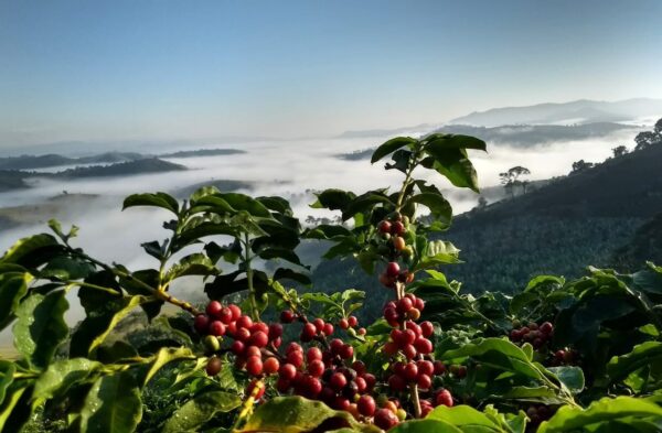 Valor Bruto da Produção mineira tem estimativa de crescimento recorde