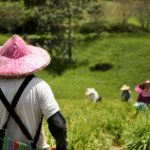 Agricultura e construção puxam queda na taxa de desemprego