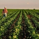 Agricultura tropical pode ser chave para o futuro climático e alimentar