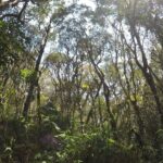 Floresta Cantareira