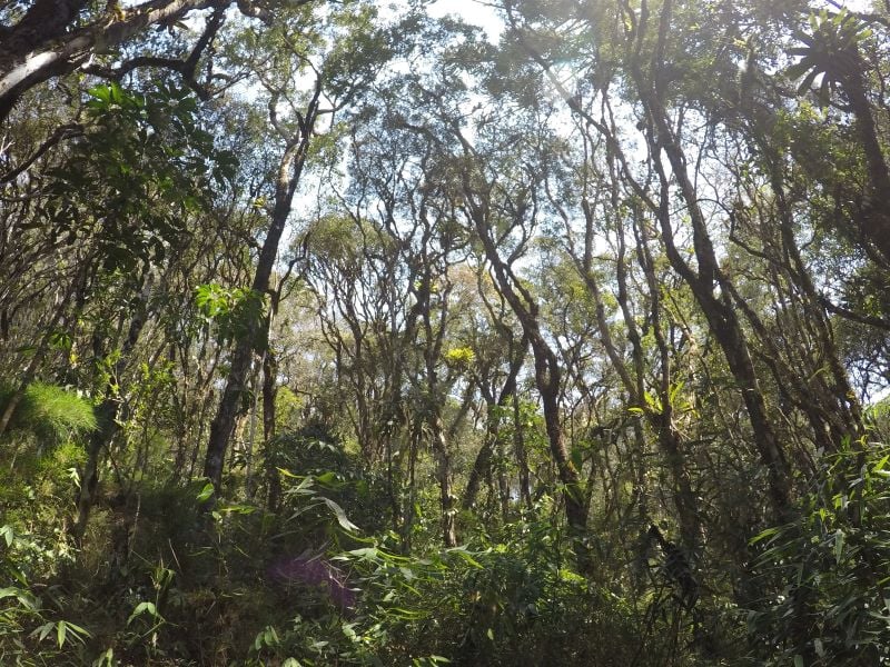 Floresta Cantareira