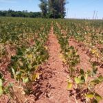 seca, dívida, projeto, clima, falta chuva