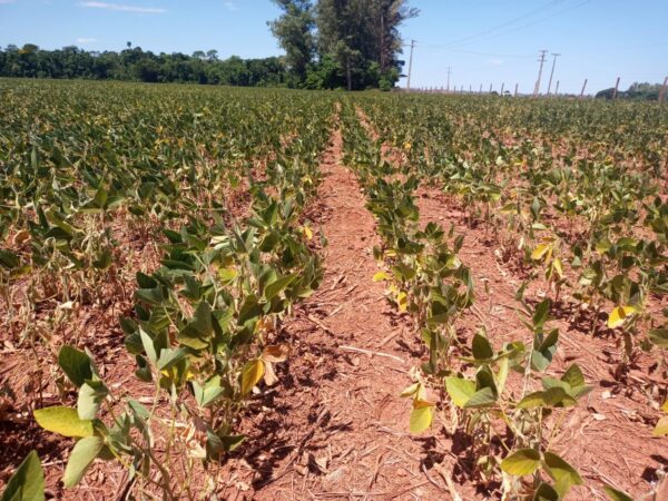 seca, dívida, projeto, clima, falta chuva