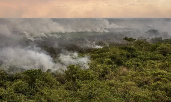Cerrado, Pantanal e Amazônia enfrentam incêndios mais intensos, aponta MapBiomas