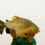 tambaqui