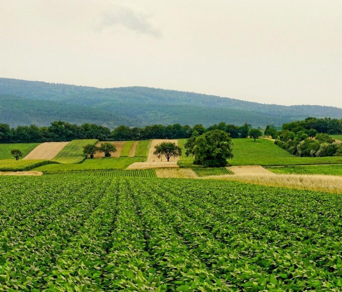 Fundação apresenta orientações sobre metas climáticas e mercado de carbono ao agro