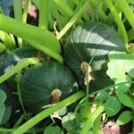 Hortas circulares apoiam agricultura familiar em Minas Gerais