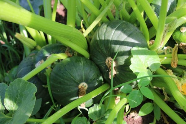 Hortas circulares apoiam agricultura familiar em Minas Gerais