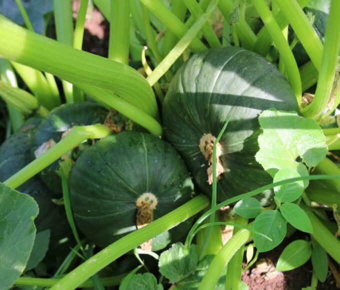 Hortas circulares apoiam agricultura familiar em Minas Gerais