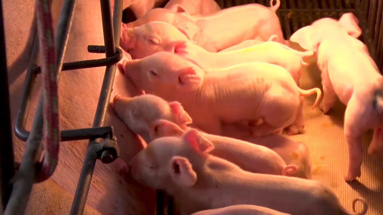 Imagens: Ligados & Integrados