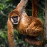 Maior macaco das Américas pode perder 61% do hábitat até 2090