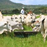 Manejo correto das pastagens pode reduzir emissões de metano