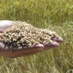 grão de arroz