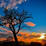 Plano Clima busca reposicionar Brasil como liderança climática global