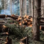Restauro florestal pode render US$ 100 bilhões por ano a países tropicais
