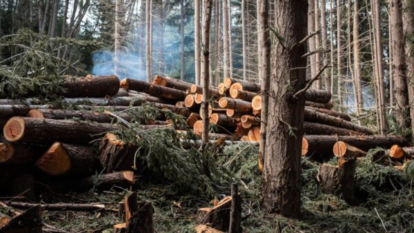 Restauro florestal pode render US$ 100 bilhões por ano a países tropicais