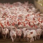 Santa Catarina estabelece novas regras de biossegurança para granjas de suínos