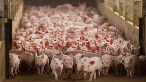 Santa Catarina estabelece novas regras de biossegurança para granjas de suínos